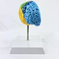 CEREBRO HEMISFERIO  - Miniatura 2