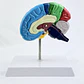 CEREBRO HEMISFERIO  - Miniatura 3