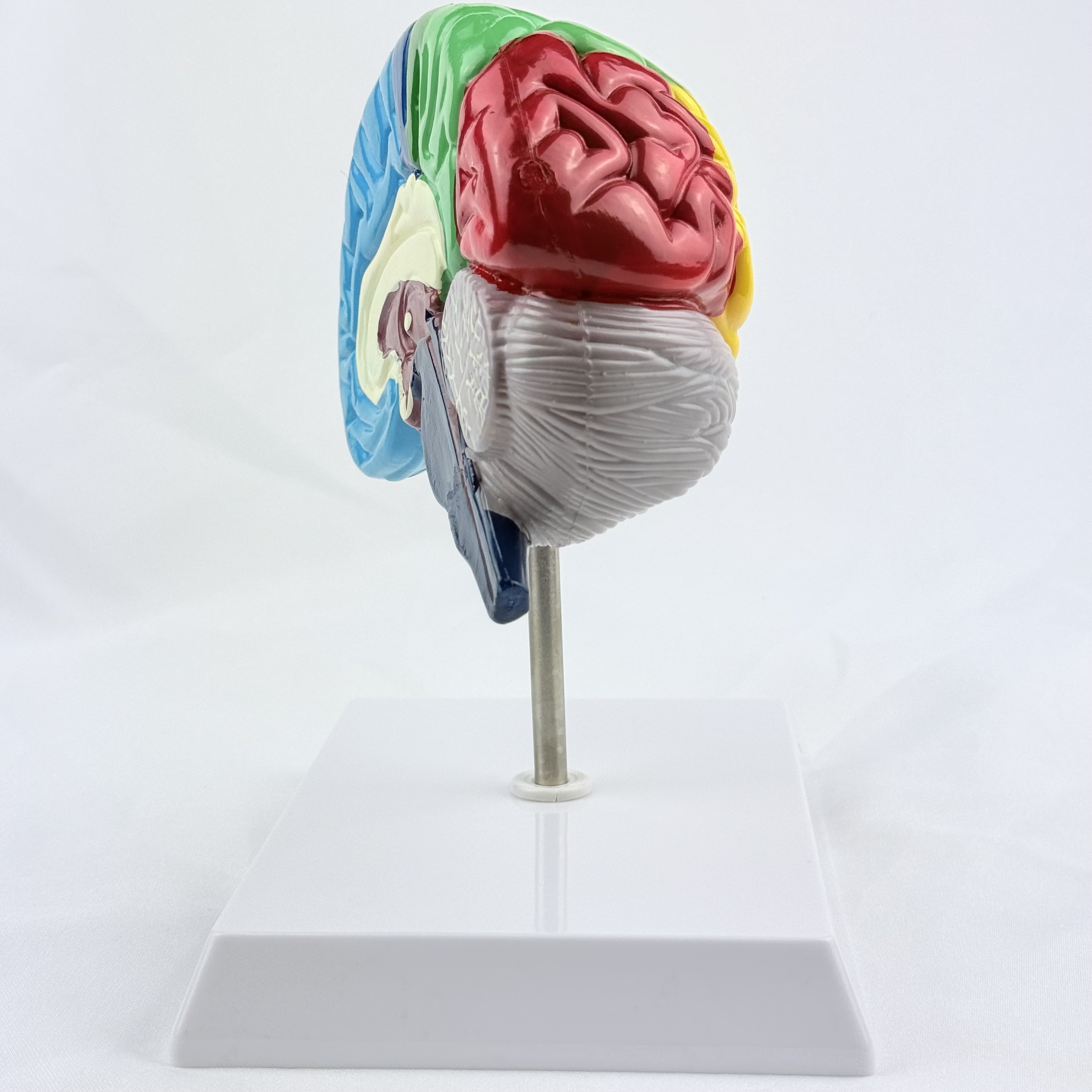 CEREBRO HEMISFERIO  — libreta de bolsillo para estudiantes de enfermería | Enfermera Rosada (4)
