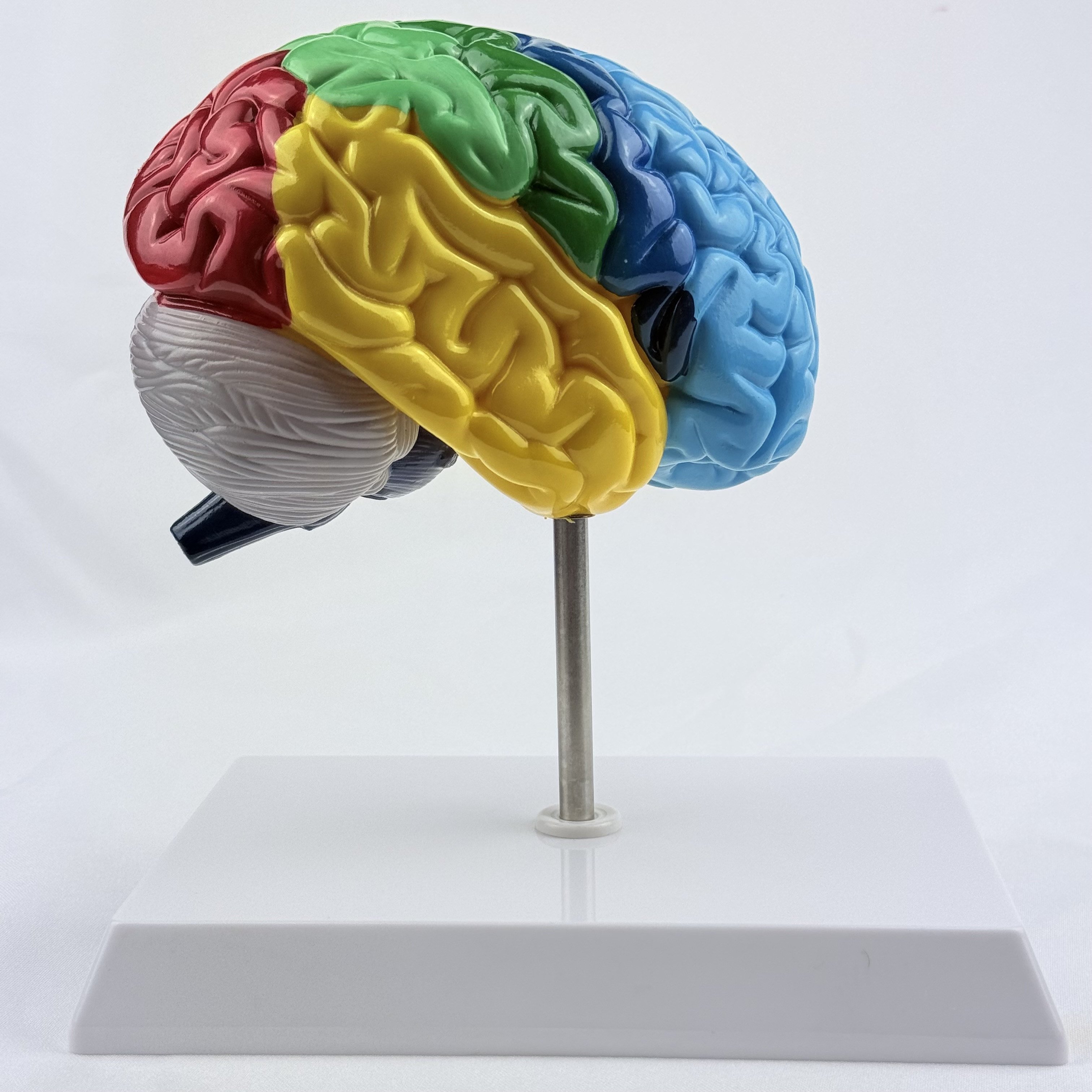 CEREBRO HEMISFERIO  — libreta de bolsillo para estudiantes de enfermería | Enfermera Rosada (5)
