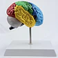 CEREBRO HEMISFERIO  - Miniatura 5
