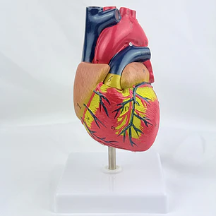 Corazon Anatómico — libreta de bolsillo para estudiantes de enfermería | Enfermera Rosada