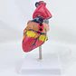 Corazon Anatómico - Miniatura 3