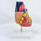 Corazon Anatómico - Miniatura 4