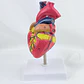 Corazon Anatómico - Miniatura 5