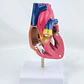 Corazon Anatómico - Miniatura 2