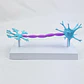 NEURONAS ANATOMICAS - Miniatura 2