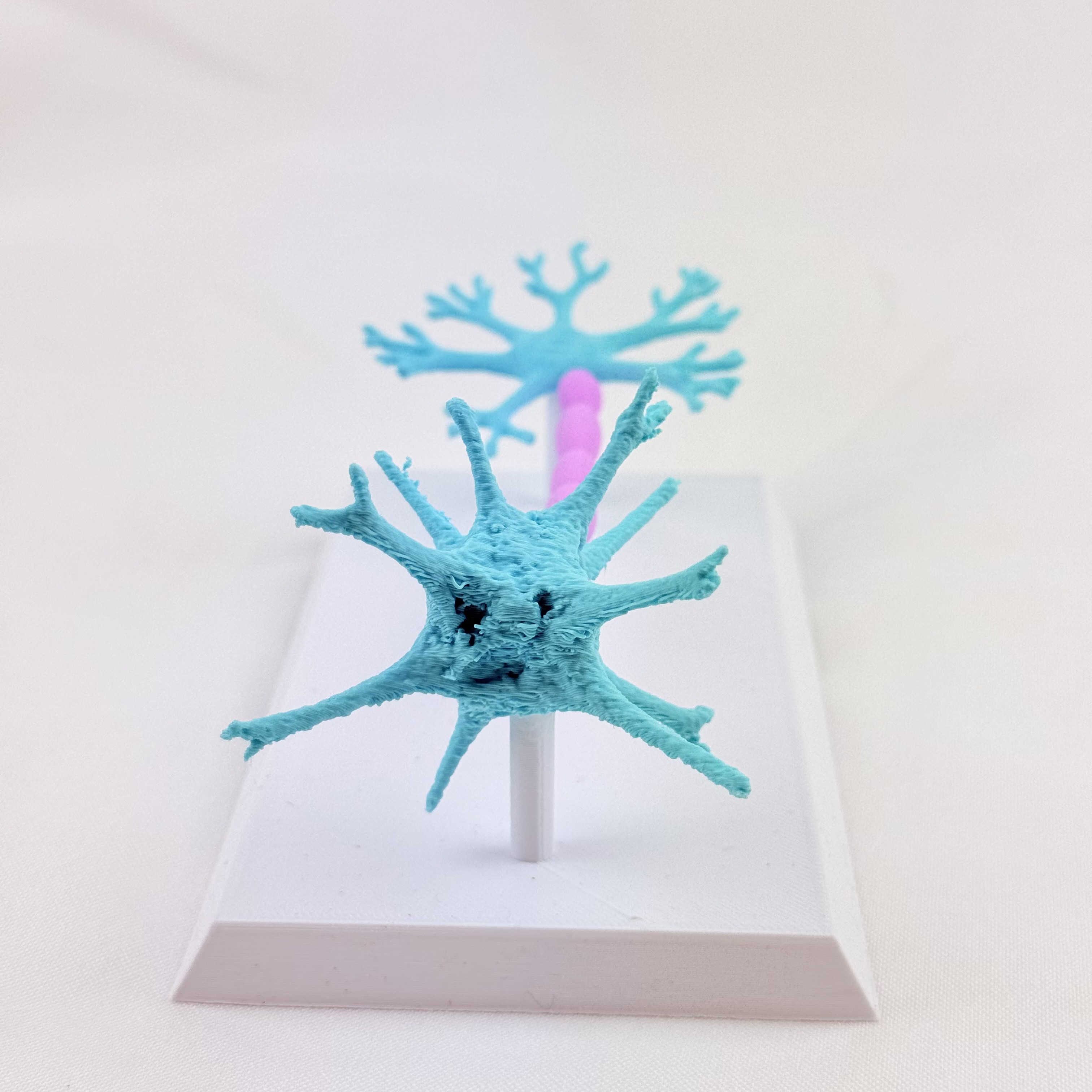 NEURONAS ANATOMICAS — libreta de bolsillo para estudiantes de enfermería | Enfermera Rosada (3)