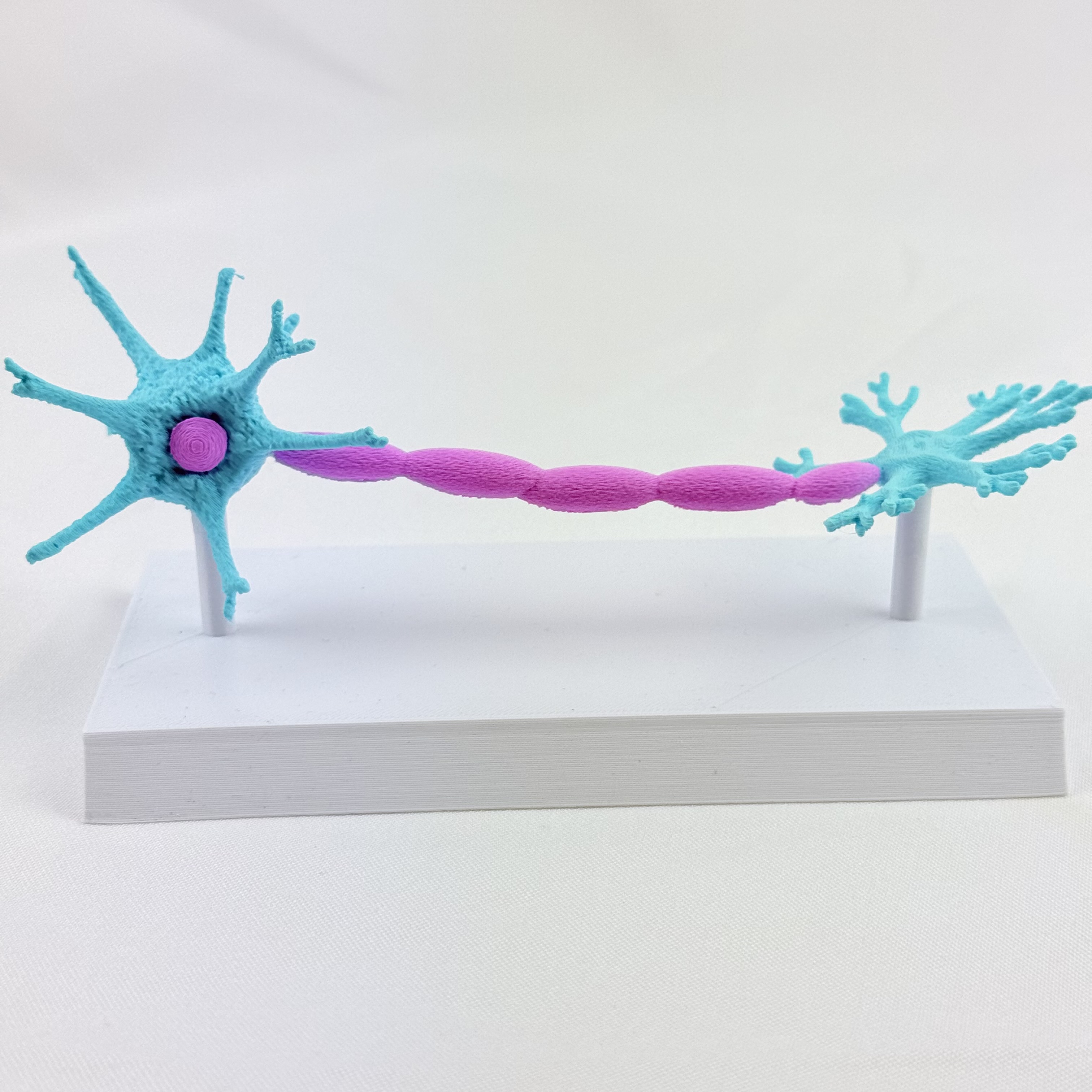 NEURONAS ANATOMICAS — libreta de bolsillo para estudiantes de enfermería | Enfermera Rosada (1)