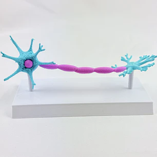 NEURONAS ANATOMICAS — libreta de bolsillo para estudiantes de enfermería | Enfermera Rosada