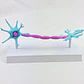 NEURONAS ANATOMICAS - Miniatura 1