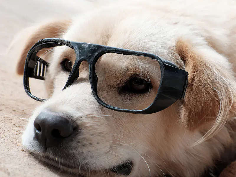 Protección Ocular Canina: Más que Estética, Salud Visual