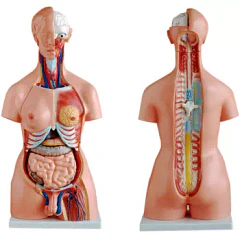 TORSO UNISEX 85 CM