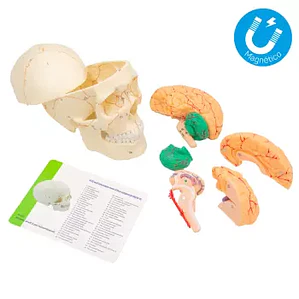 CRÁNEO ANATÓMICO MAGNÉTICO DESARMABLE – 8 PIEZAS