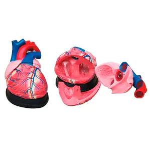 MODELO ANATÓMICO DEL CORAZÓN – KIT EDUCATIVO DESARMABLE