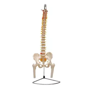 MODELO DE COLUMNA VERTEBRAL CON PELVIS Y FÉMURES