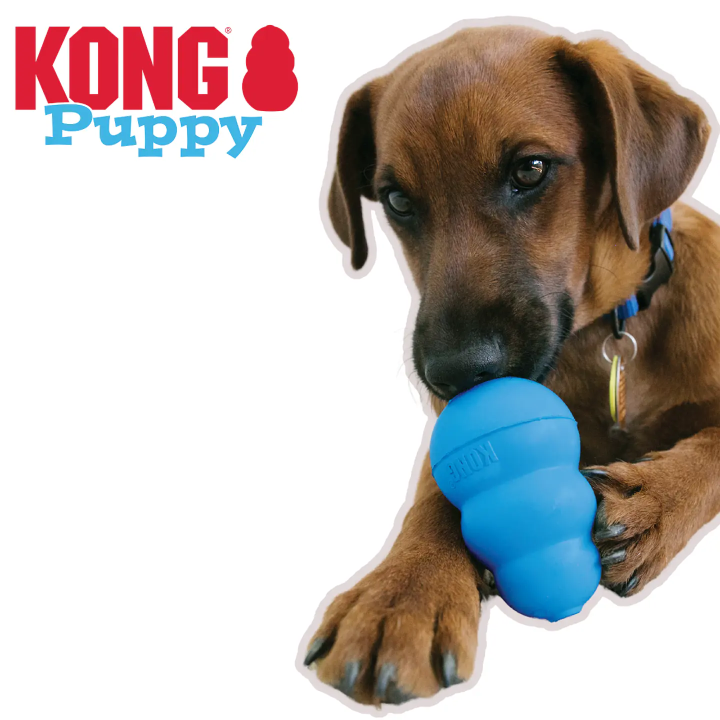 Kong Puppy 6