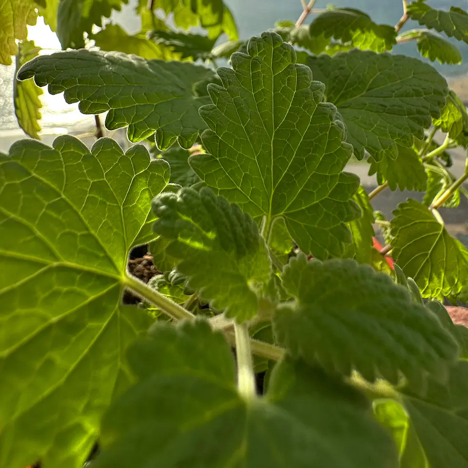 Hierba Gatera/Catnip 4
