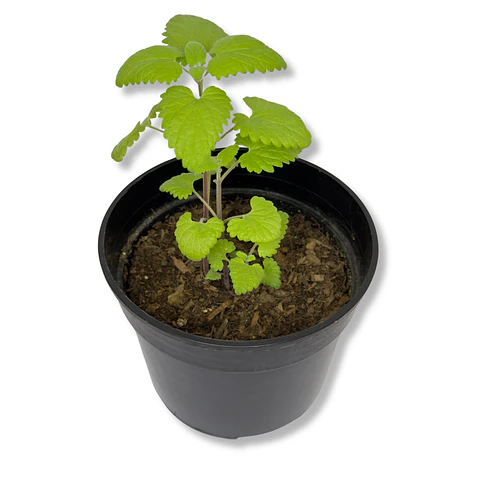 Hierba Gatera/Catnip