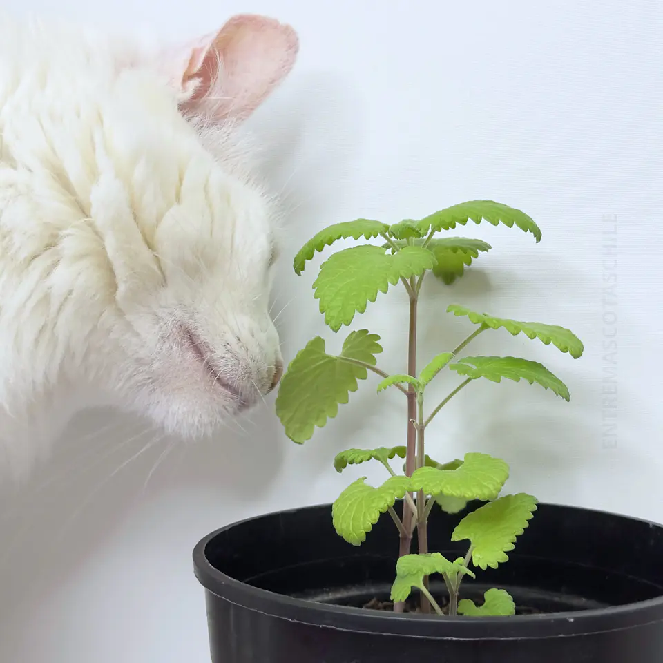 Hierba Gatera/Catnip 3