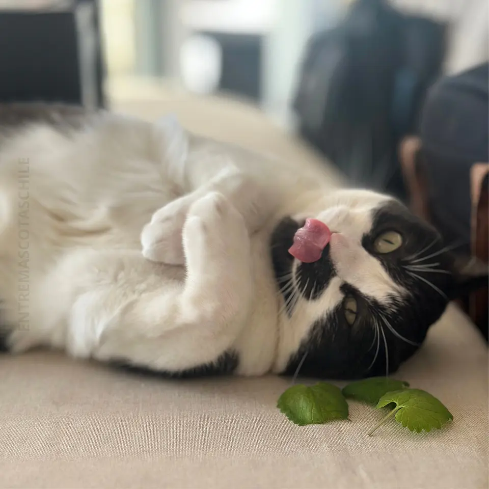 Hierba Gatera/Catnip 5