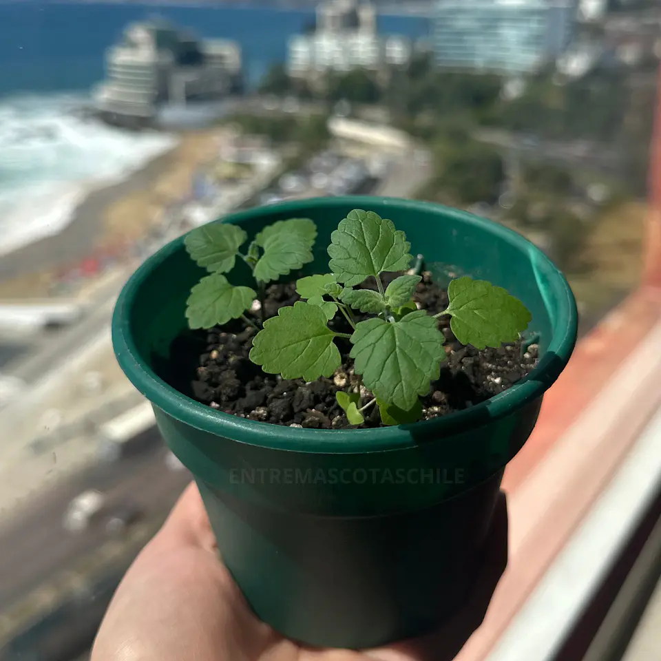 Semillas de Catnip/Hierba Gatera 3