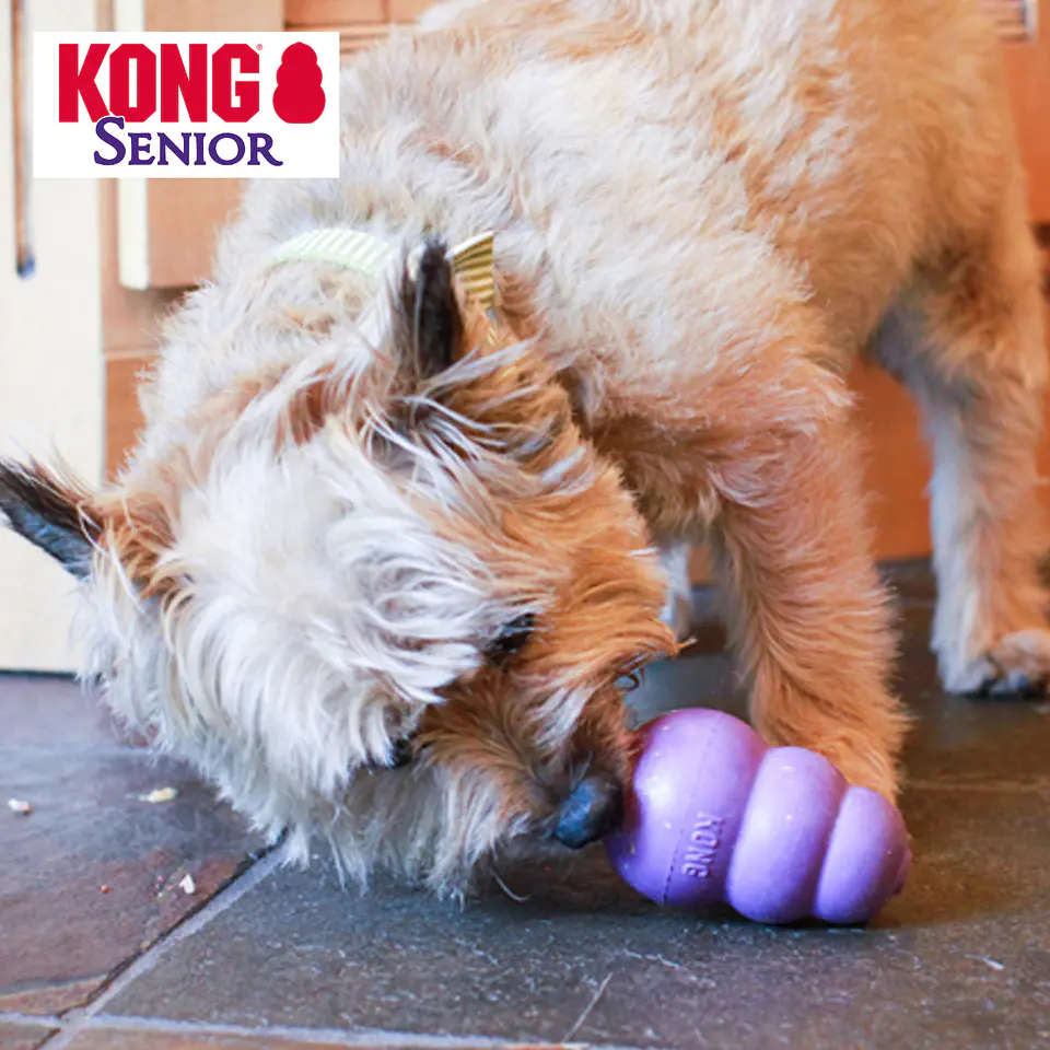 Kong Senior 3