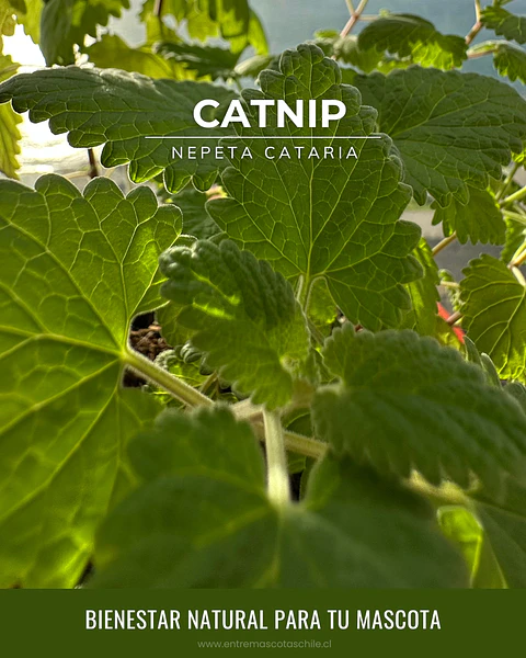 Semillas de Catnip/Hierba Gatera