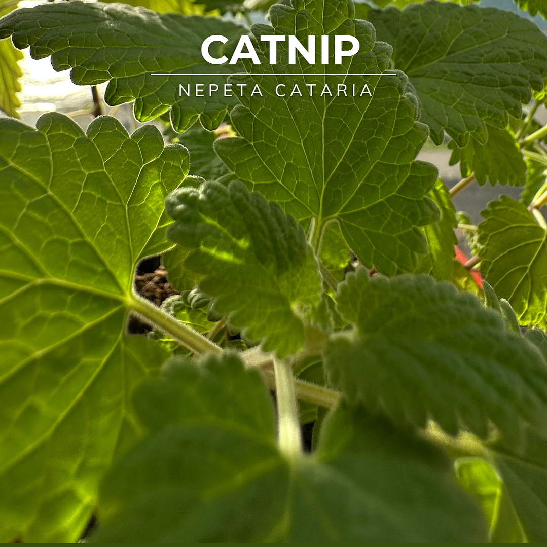 Semillas de Catnip/Hierba Gatera 1