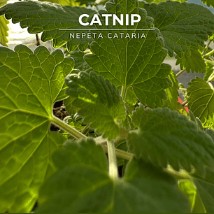 Semillas de Catnip/Hierba Gatera