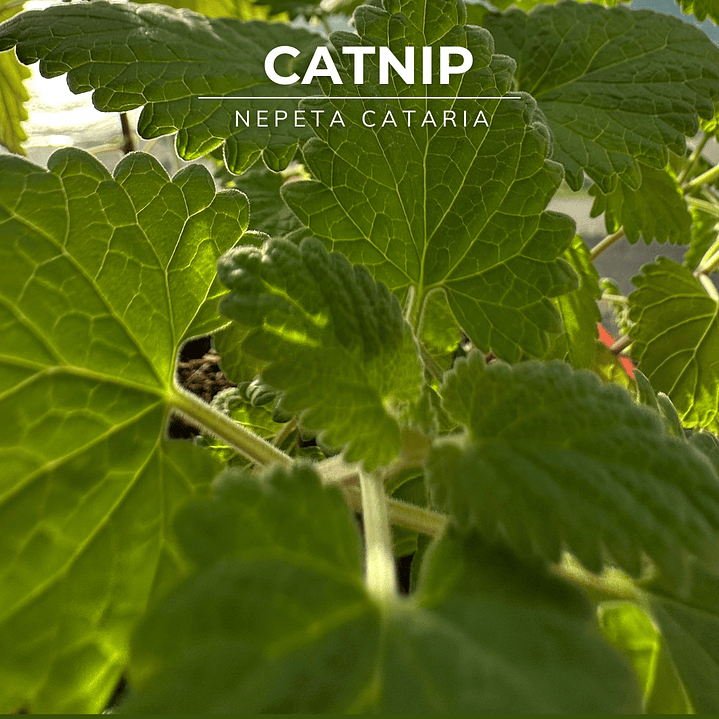 Semillas de Catnip/Hierba Gatera 1