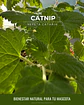 Semillas de Catnip/Hierba Gatera - Miniatura 1