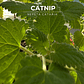 Semillas de Catnip/Hierba Gatera - Miniatura 1