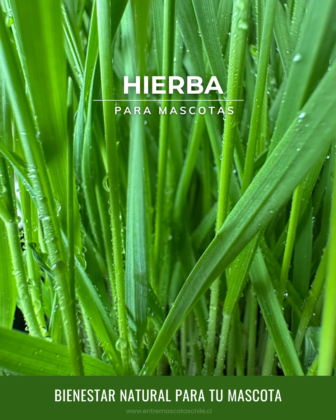Semillas hierba de Trigo