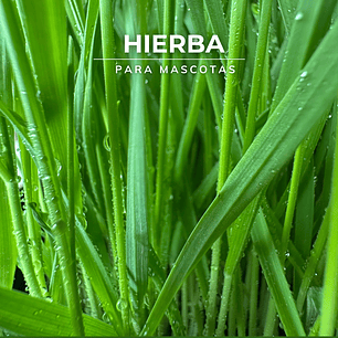 Semillas hierba de Trigo/Pasto