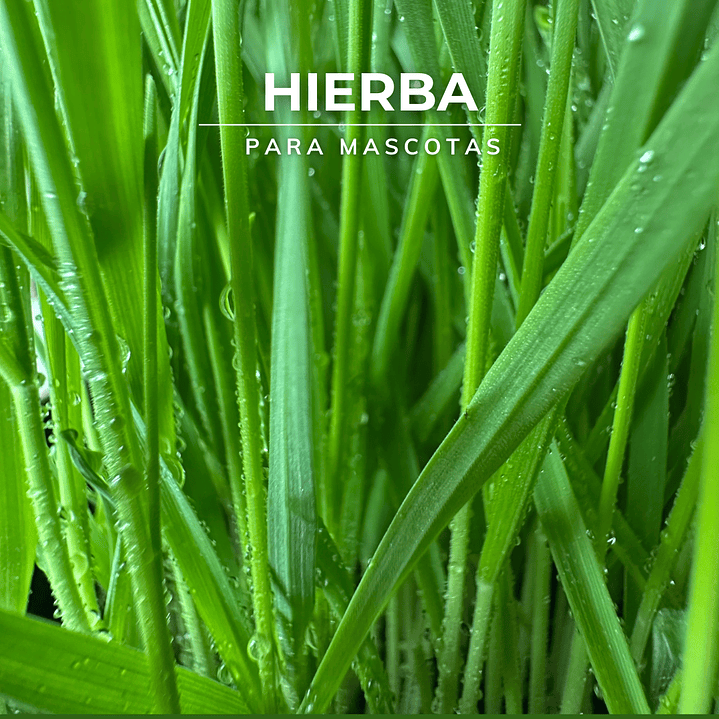 Semillas hierba de Trigo/Pasto 1