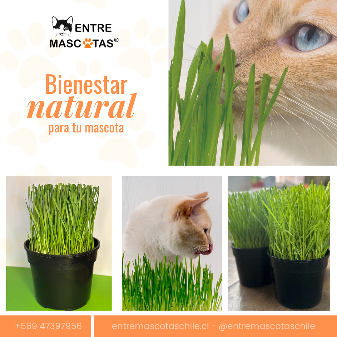 Pasto para mascotas 2