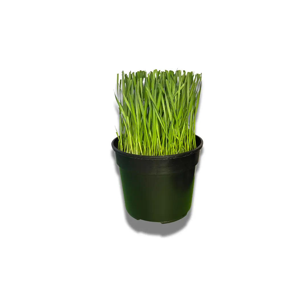 Pasto para mascotas 1