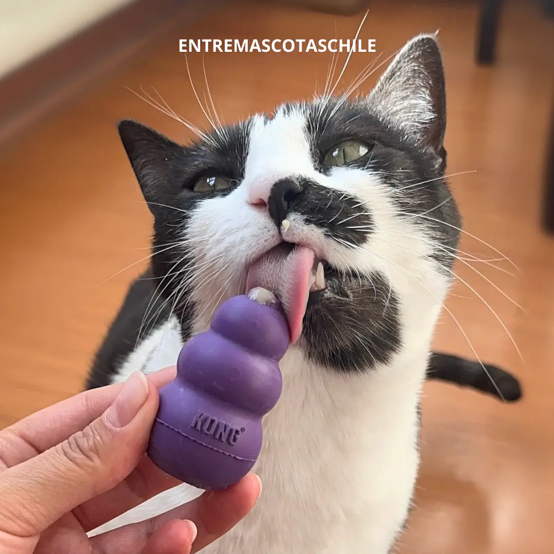 Kong para gatos 4