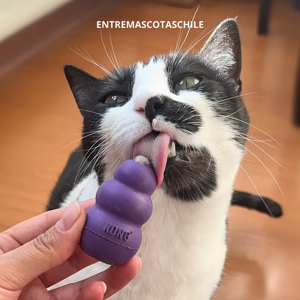 Kong Kitty Kong 4