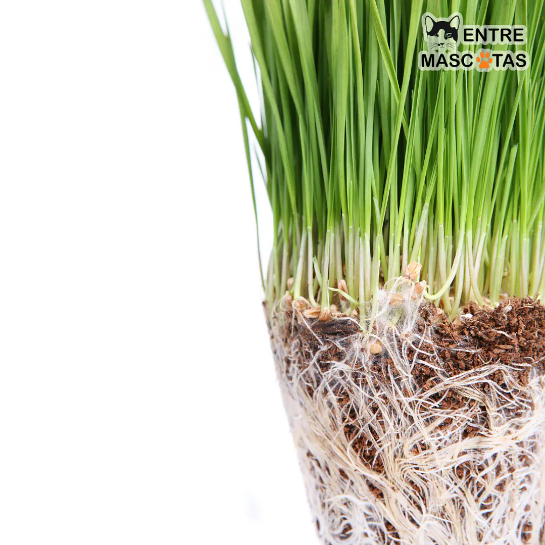 Semillas hierba de Trigo/Pasto 4