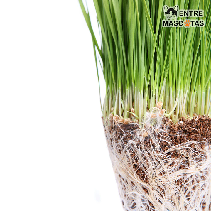 Semillas hierba de Trigo/Pasto 4