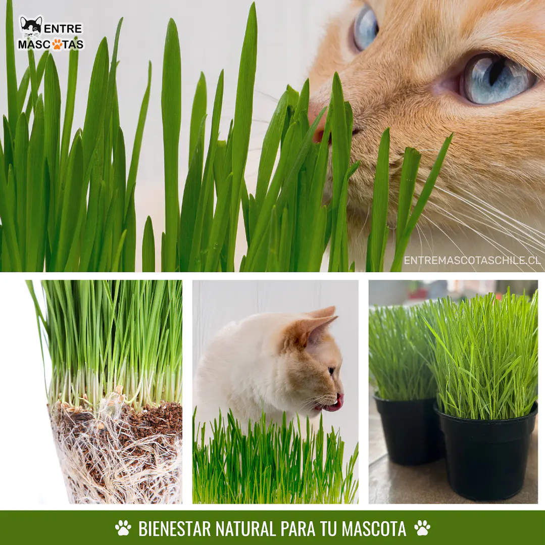 Pasto para mascotas 2