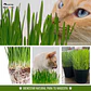 Pasto para mascotas - Miniatura 2