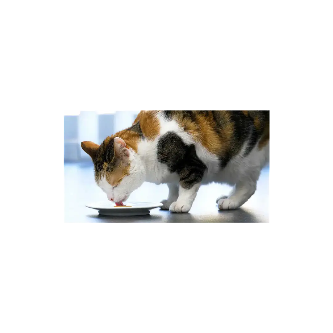 Catit Molde para helados 5