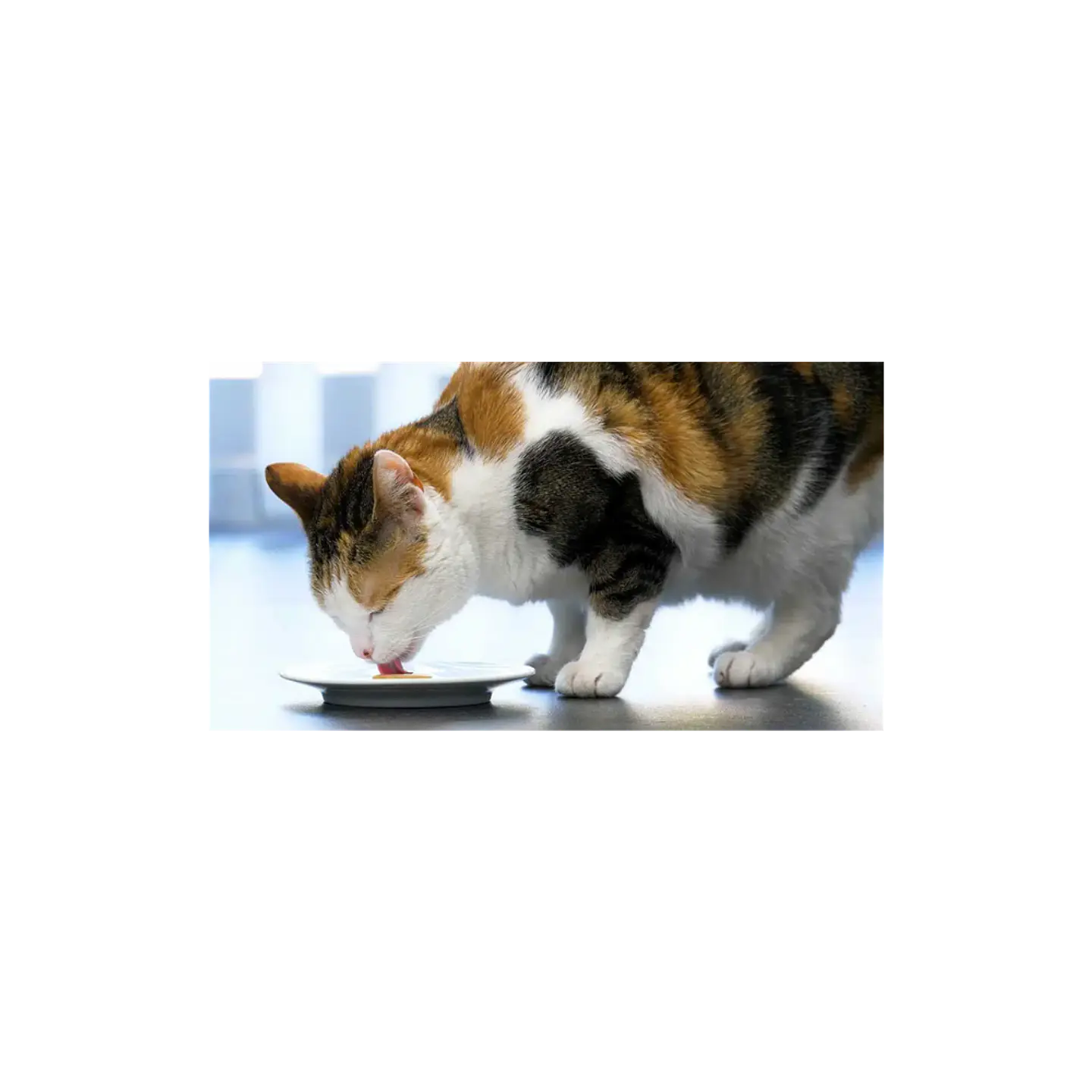 Catit creamy molde de silicona para helados 5