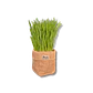 Pasto para mascotas - Miniatura 1