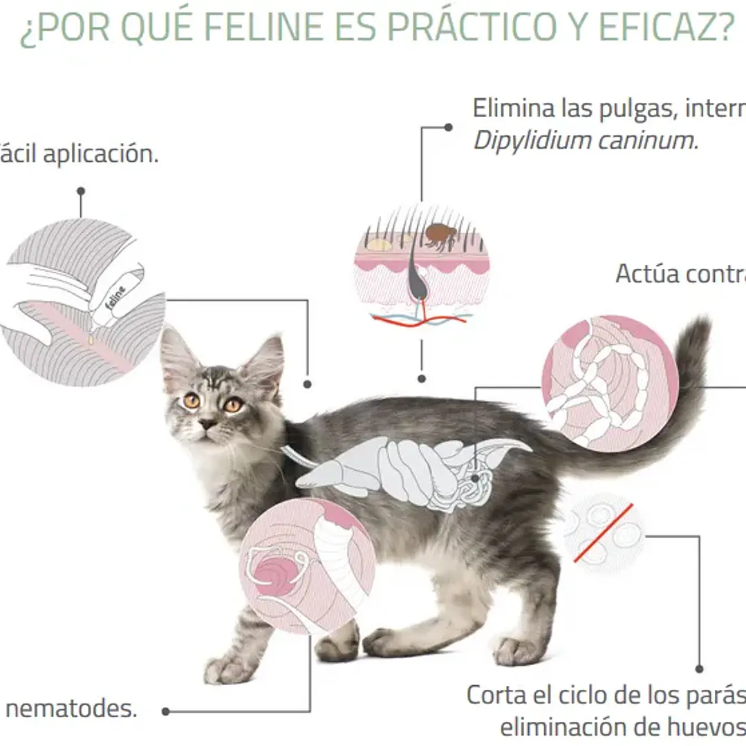 Feline Labyes Full  0.5 a 2 kg 2