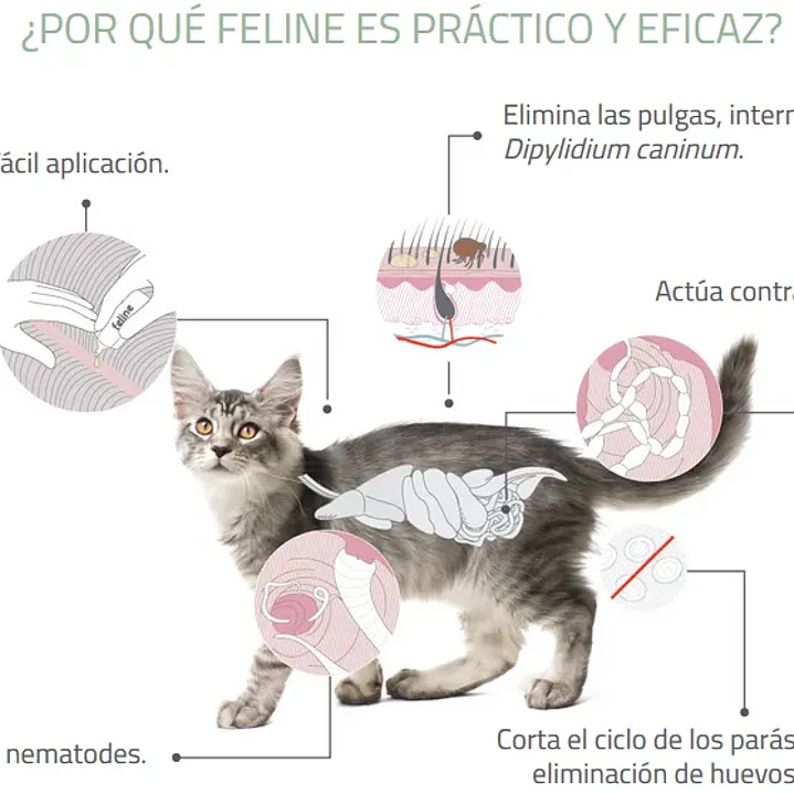 Feline Labyes Full  0.5 a 2 kg 2