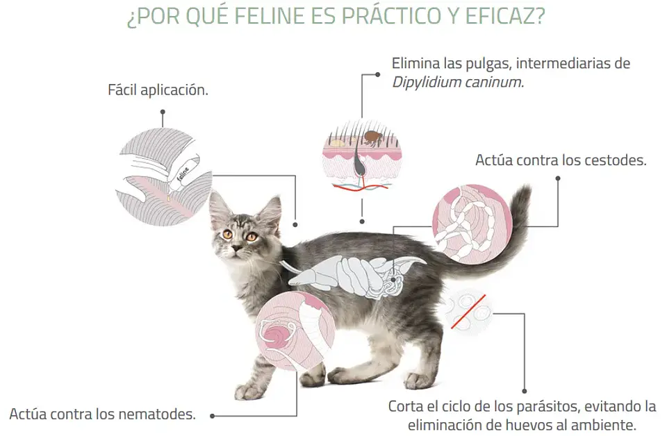 Feline Labyes Full  0.5 a 2 kg 2
